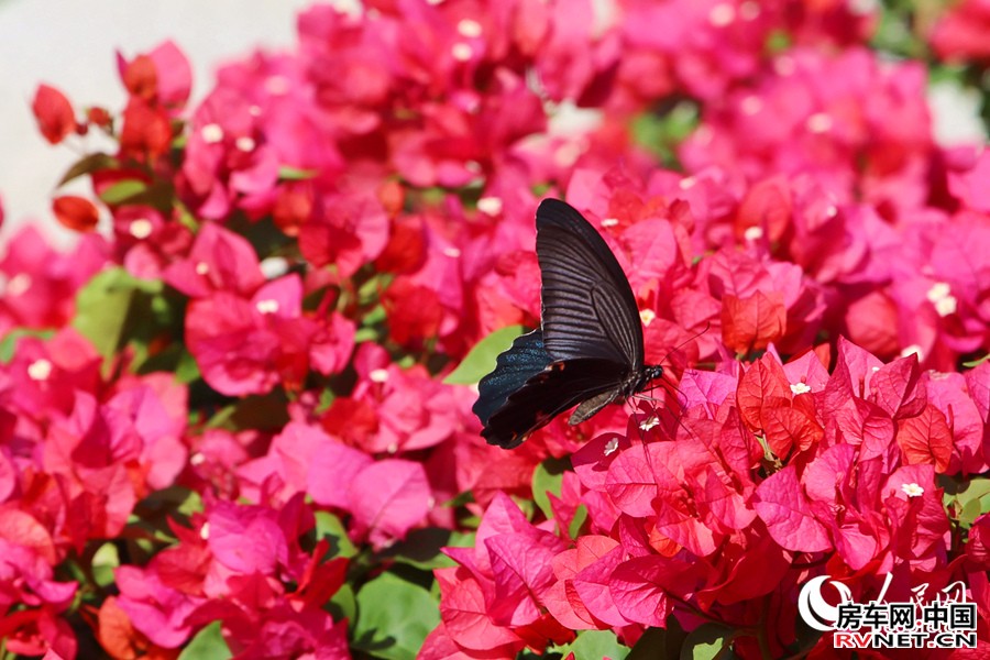 房车网 盛开的三角梅引得蝴蝶流连。人民网记者 陈博摄