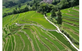 视频：夏日哈尼梯田如翡翠镶嵌山间