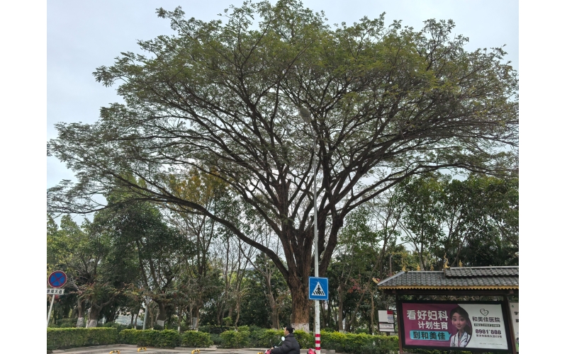 云南省西双版纳傣族自治州景洪市世纪金源望江苑爱赶摆超市西侧的地标性的大雨树