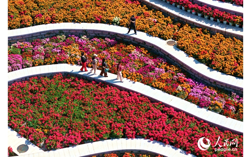 花如海！厦门500余种三角梅盛放
