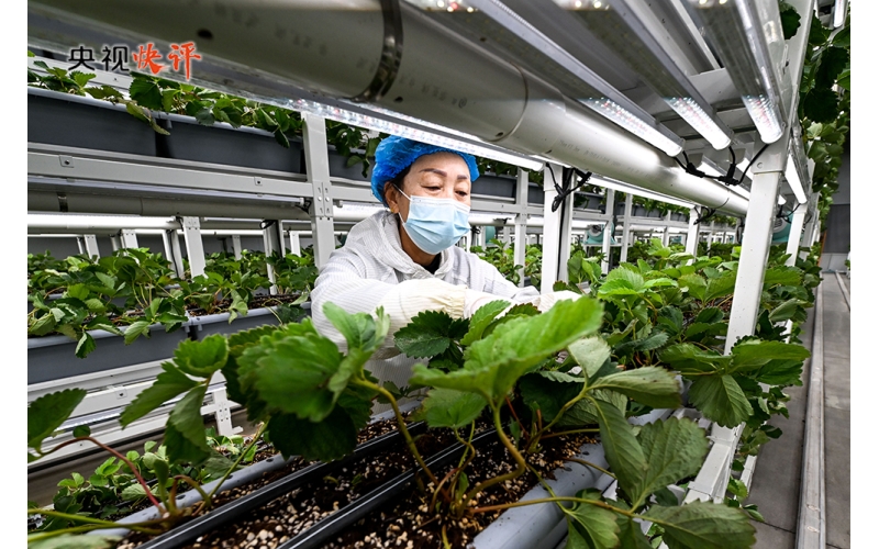 【央视快评】锚定农业农村现代化 扎实推进乡村全面振兴 推动城乡融合发展